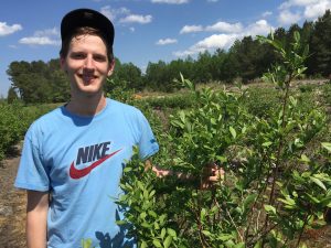 David Keck is helping to collect leaves for DNA extraction in a blueberry farm.