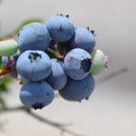 Angola ripe berry cluster