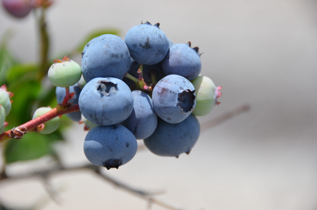 Angola ripe berry cluster