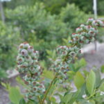 Angola Unripe Bush
